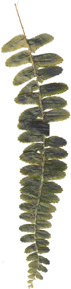 Thanksgiving Collage Element